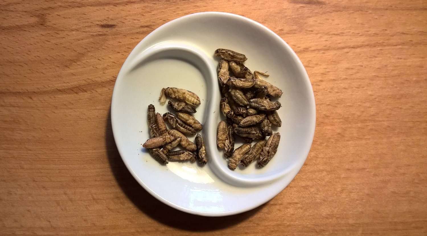 #LoveFood – Insects