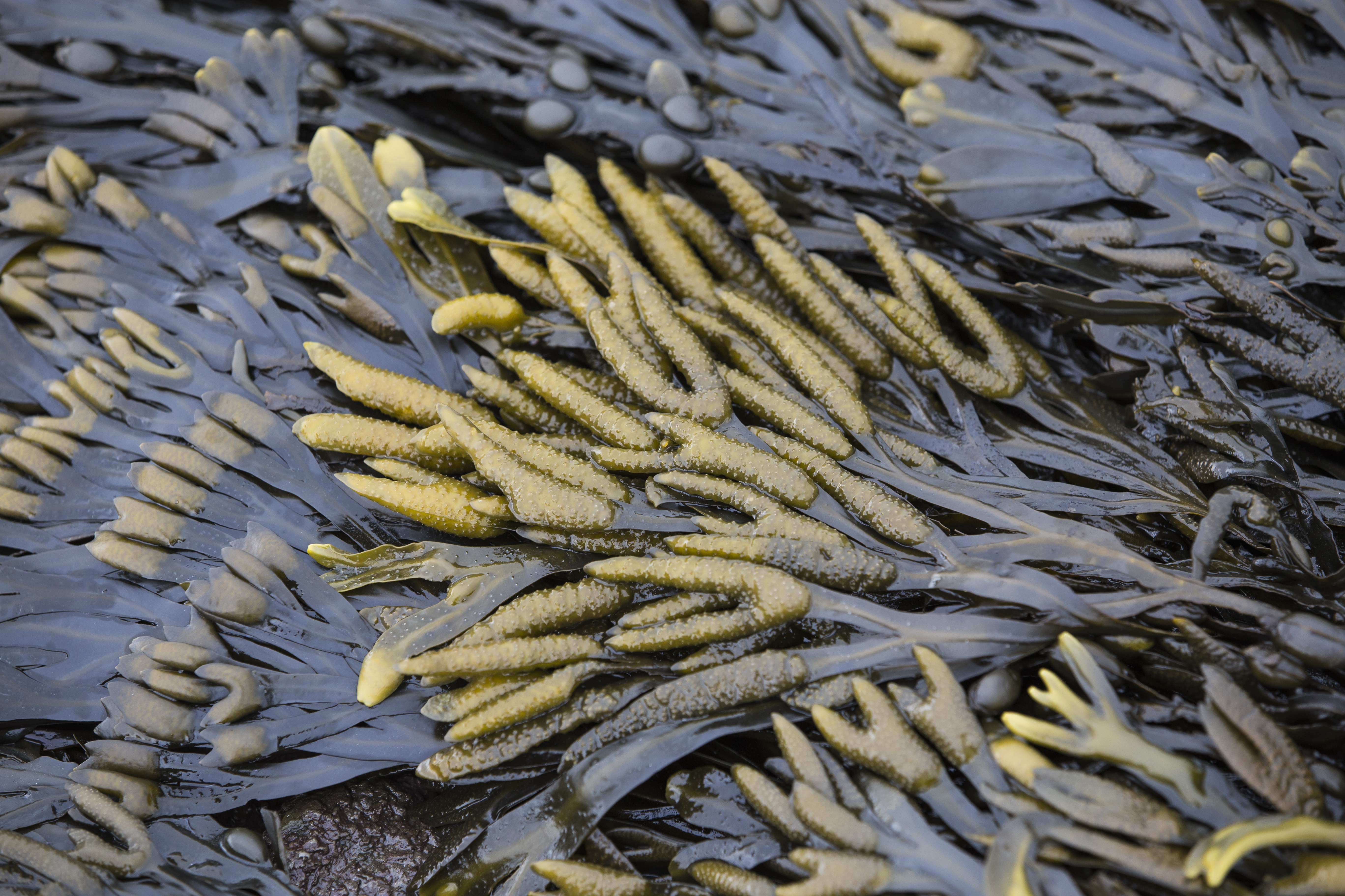 Seaweed Industry Could Unlock €9 Billion Opportunity and  Create 115,000 Jobs in Europe by 2030