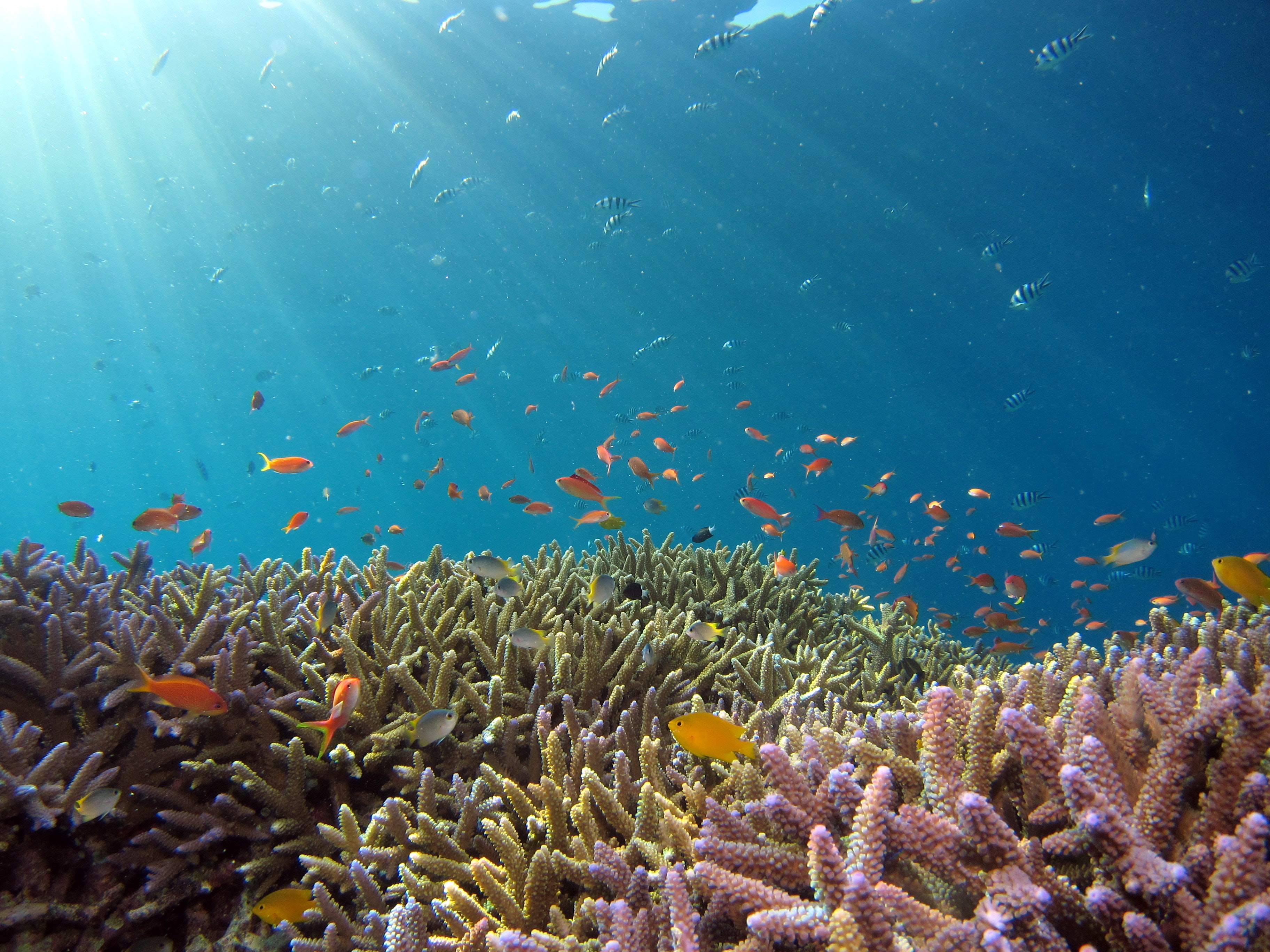 Supporting the Global Fund for Coral Reefs