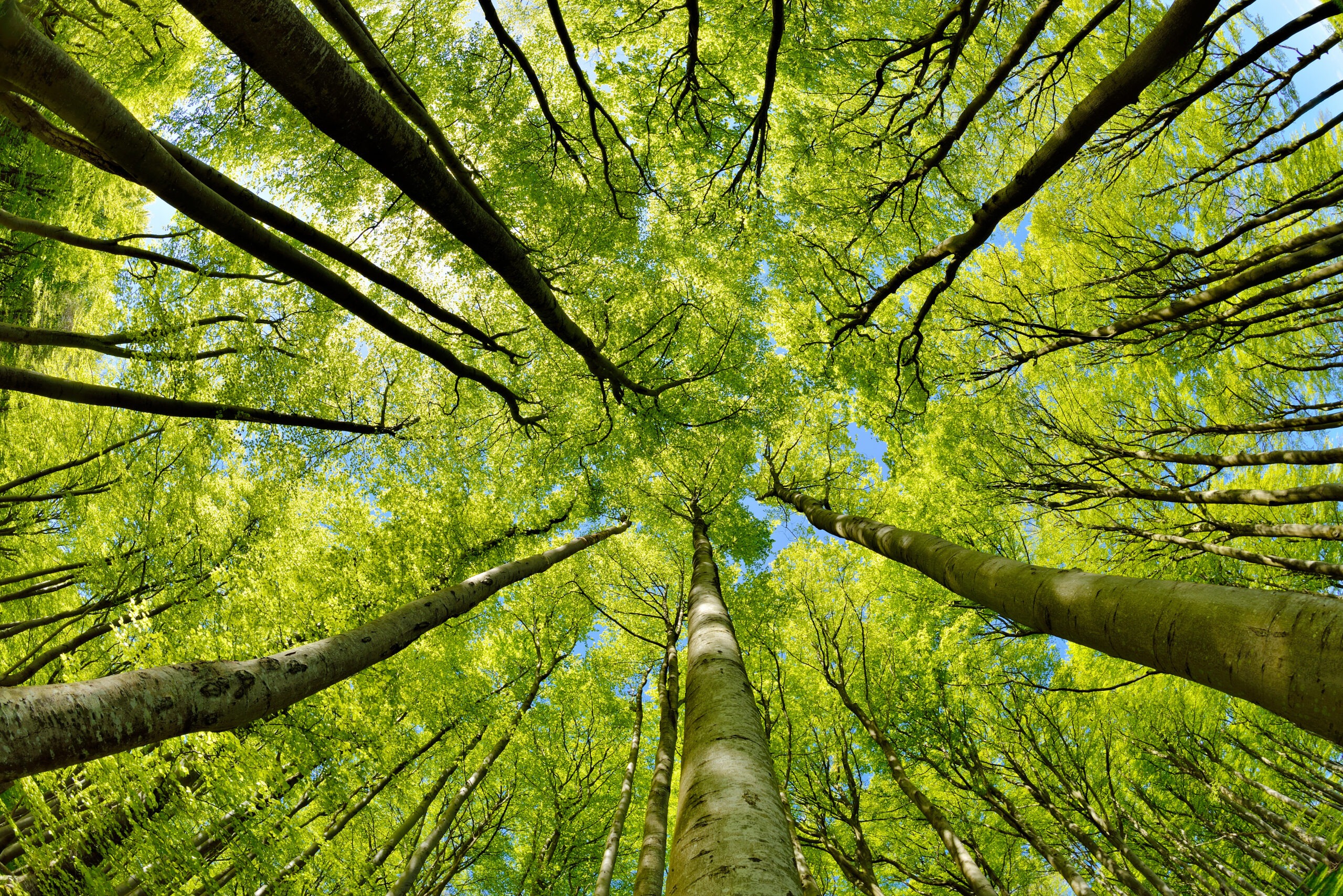 Supply chains, finance and the future of forests